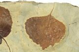 Plate with Two Fossil Leaves (Two Species) - Montana #270990-1